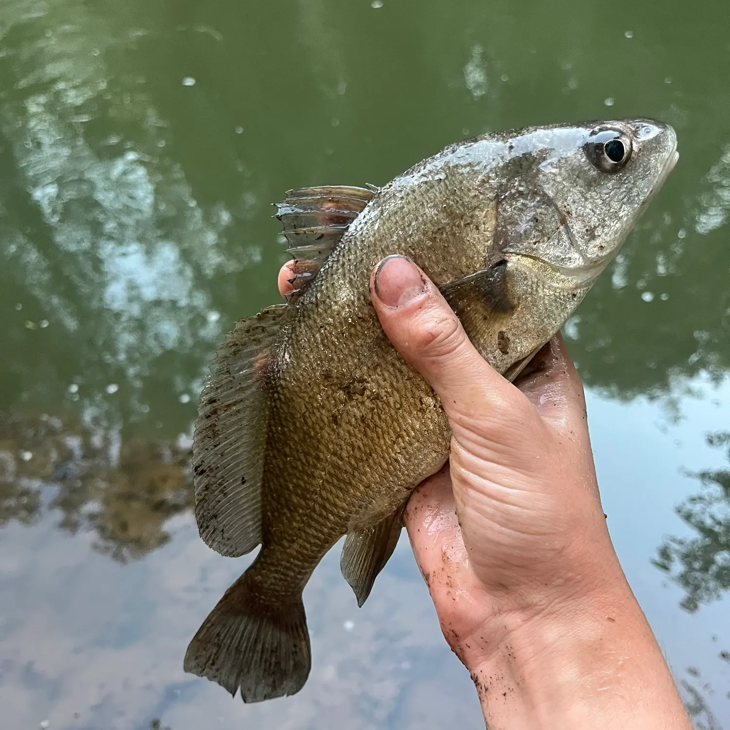 Freshwater drum caught on Fishbrain
