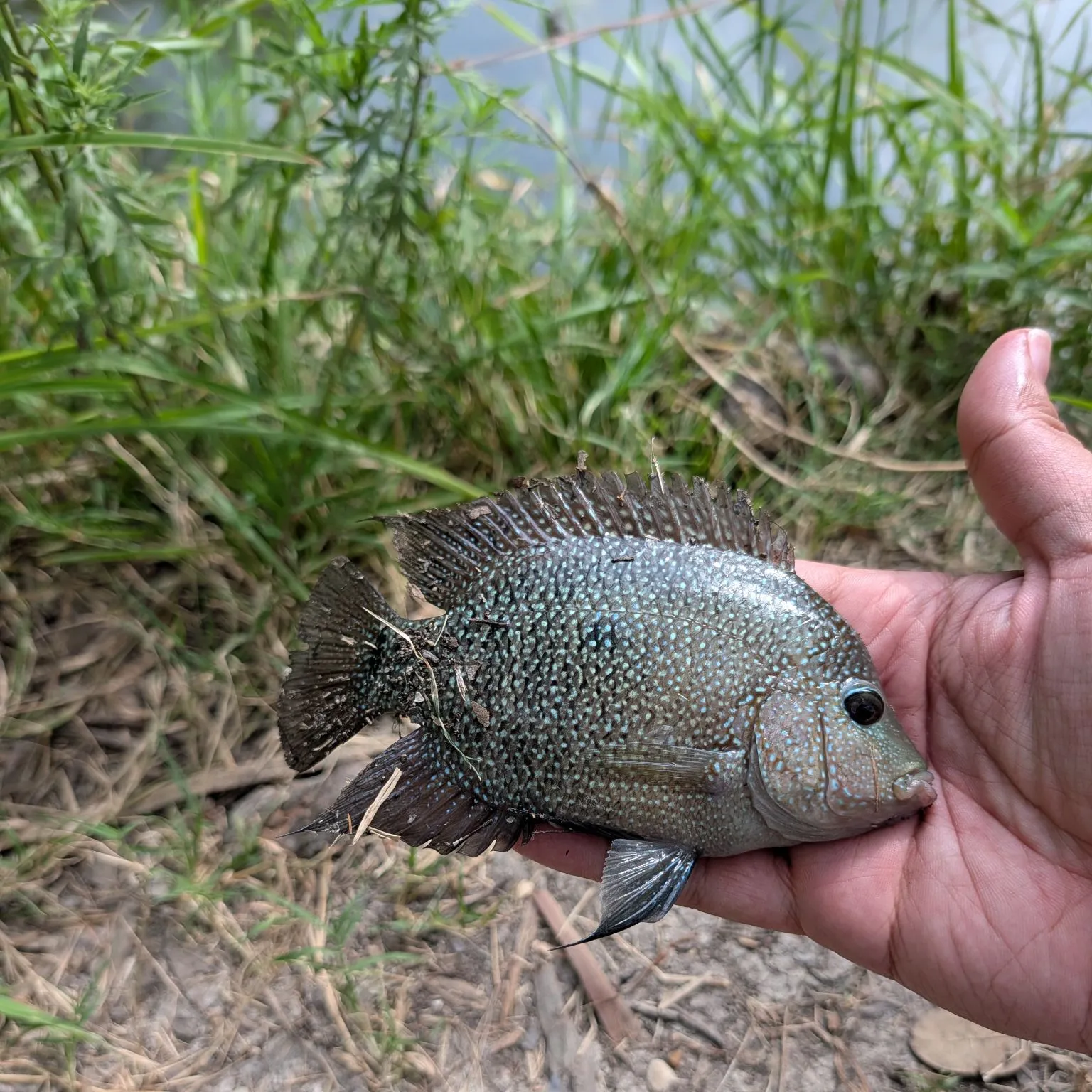 Rio Grande cichlid caught on Fishbrain
