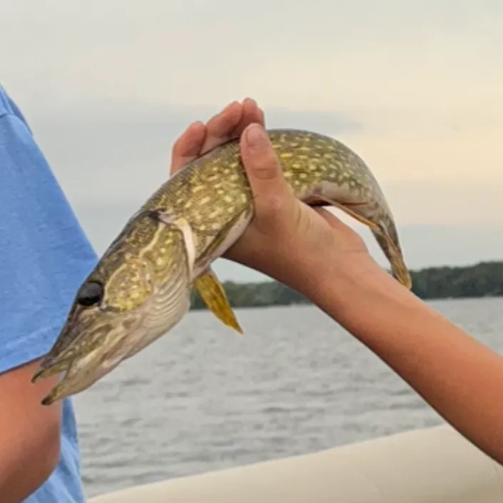 Northern pike caught on Fishbrain