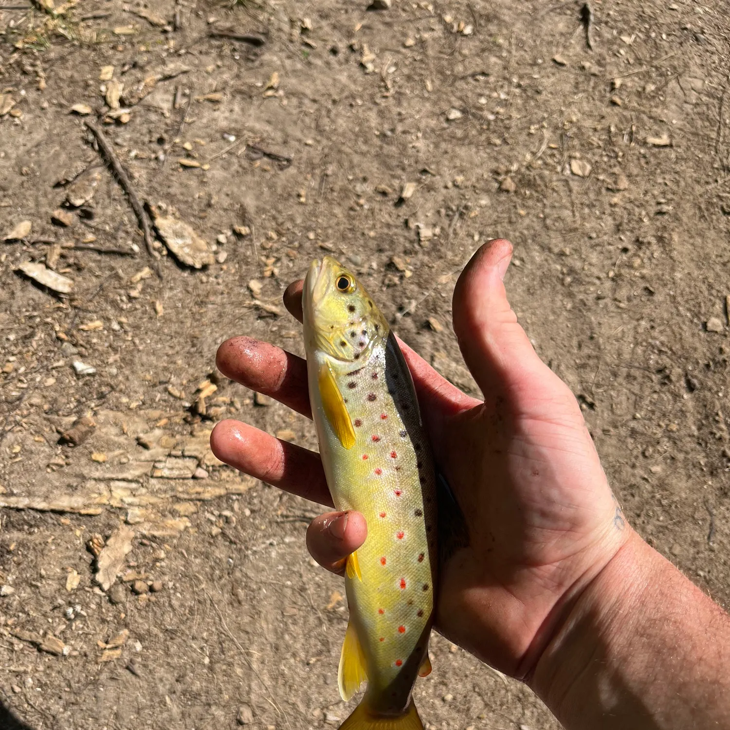 Brown trout caught on Fishbrain
