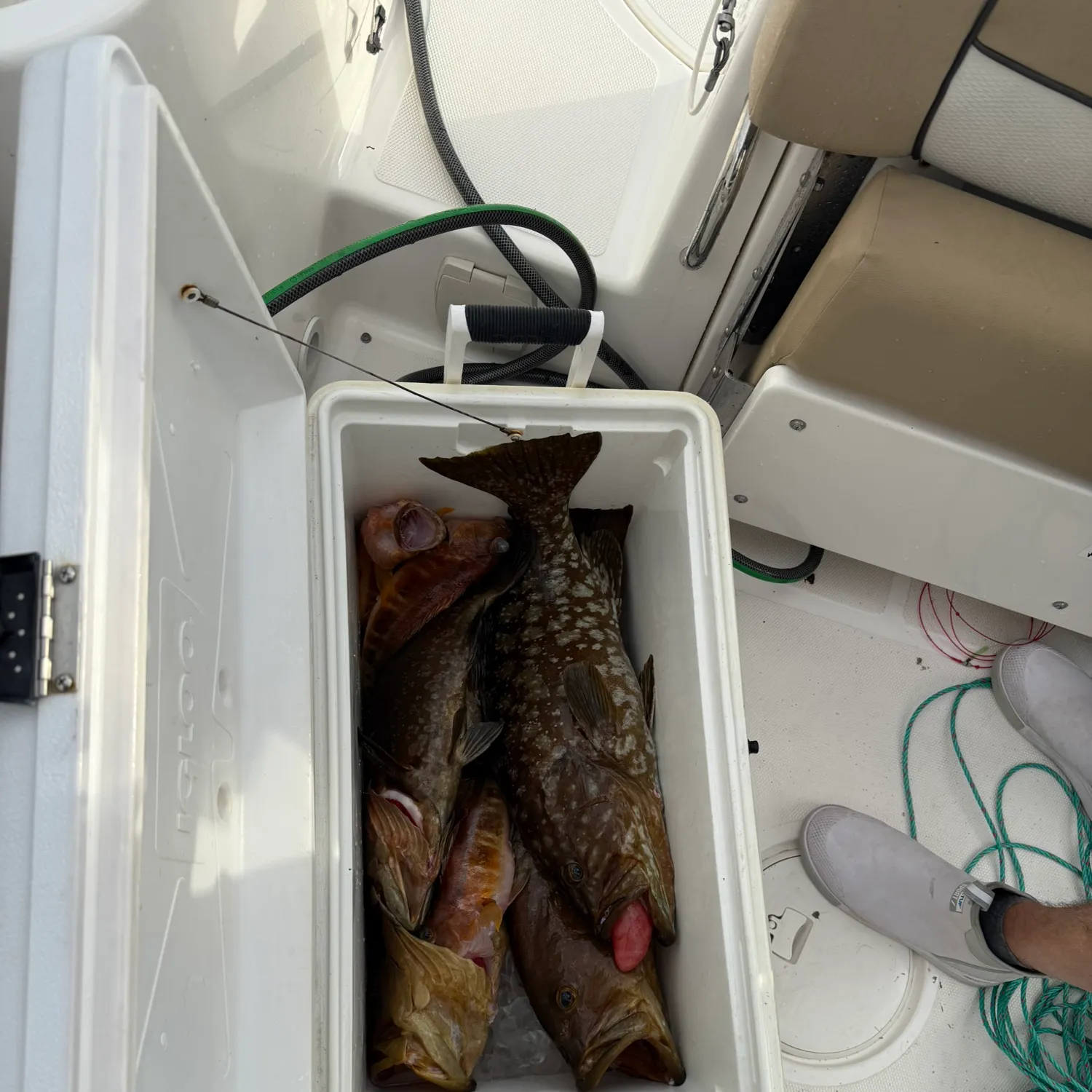 The most recent Gag grouper catches on Fishbrain