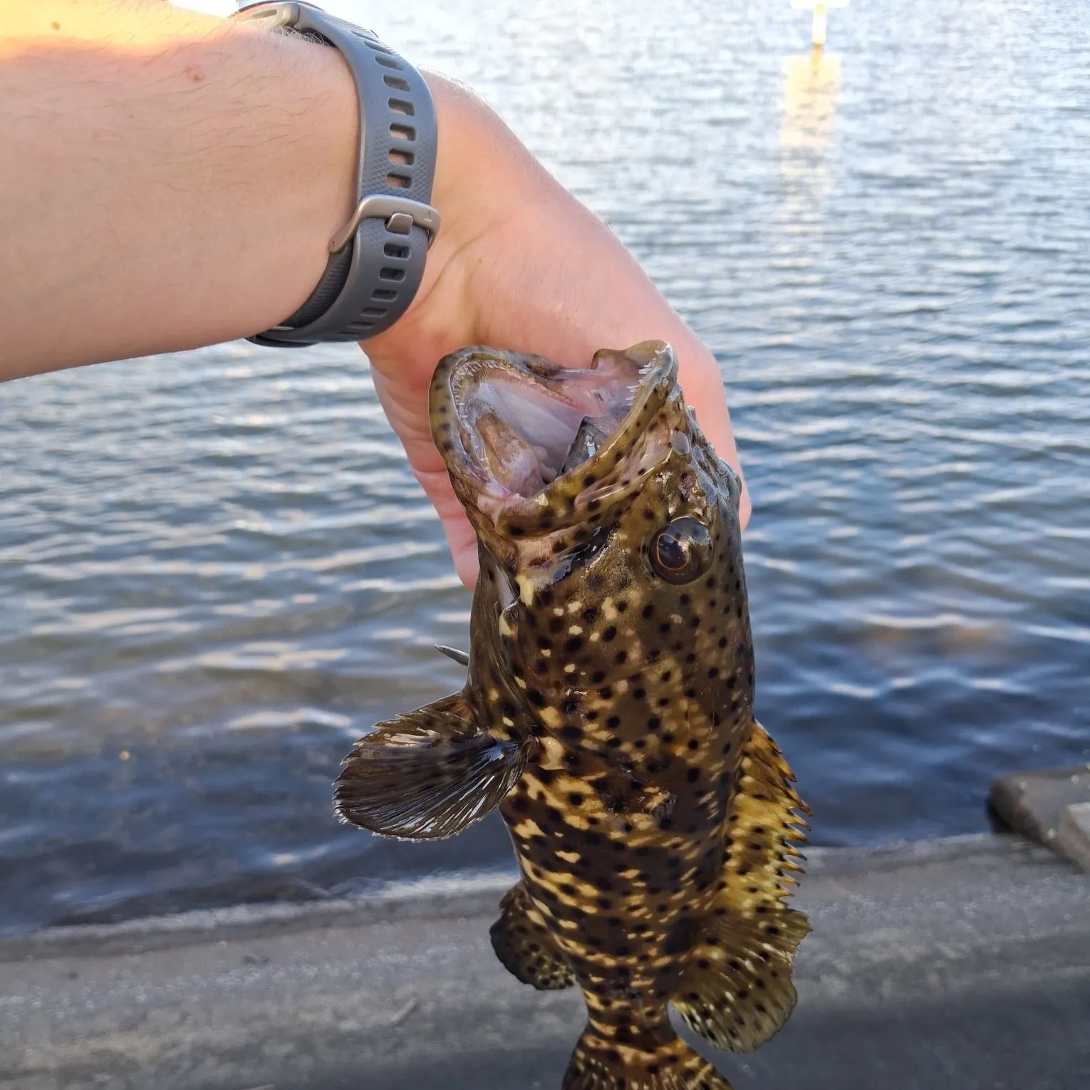 The most recent Orange-spotted grouper catches on Fishbrain