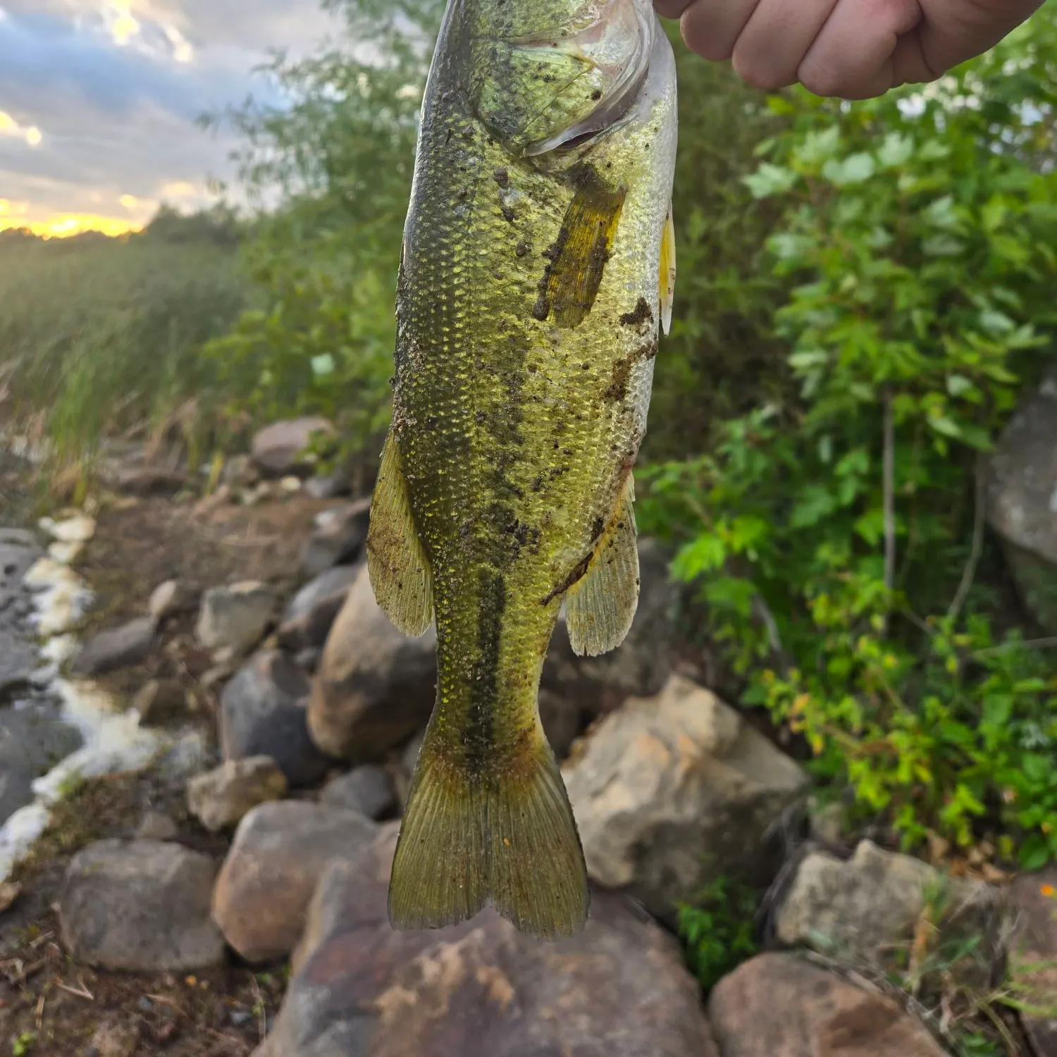 Largemouth bass caught on Fishbrain