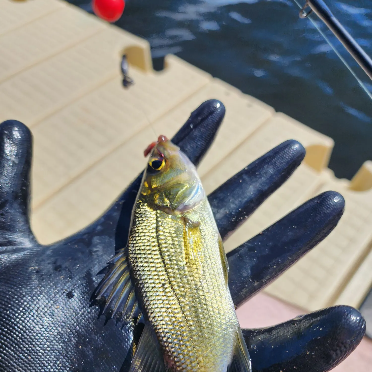 White perch caught on Fishbrain