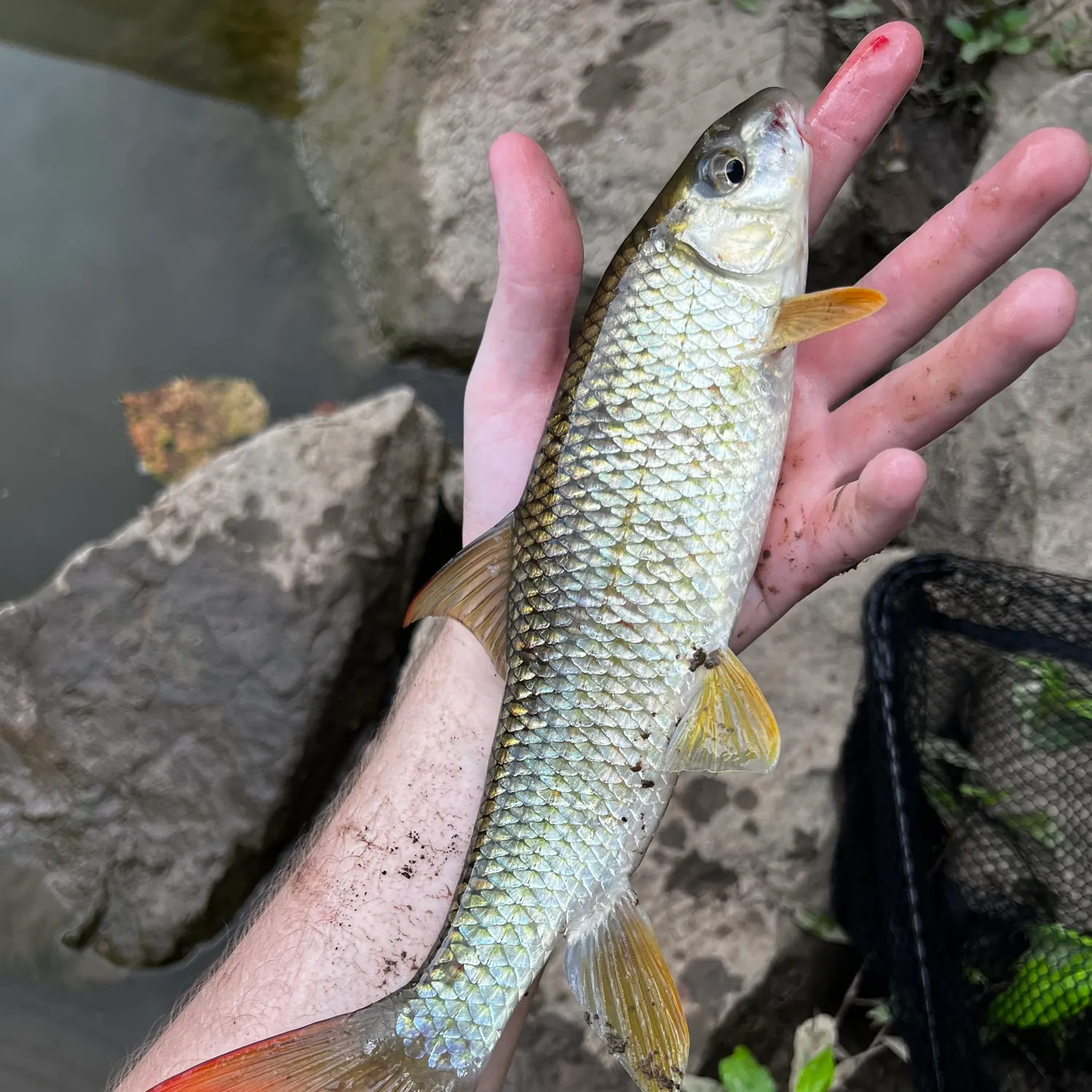The most recent Smallmouth redhorse catches on Fishbrain