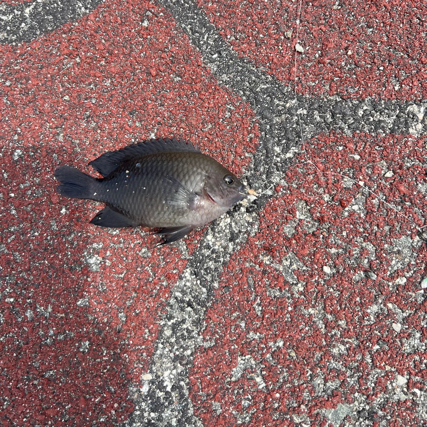 The most recent Threespot damselfish catches on Fishbrain