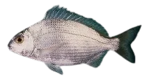 Karanteen seabream