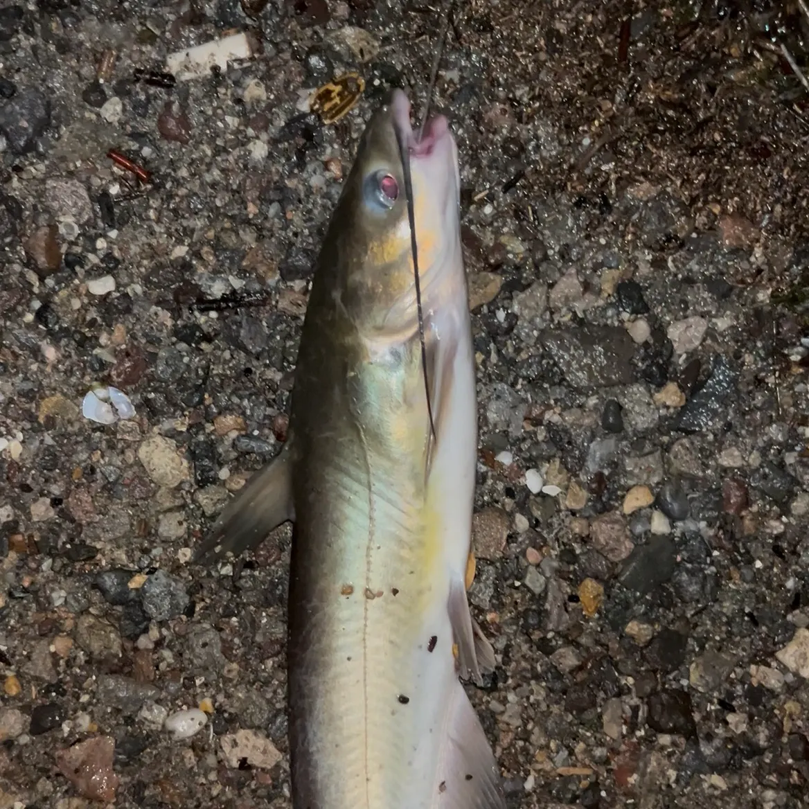 Channel catfish caught on Fishbrain