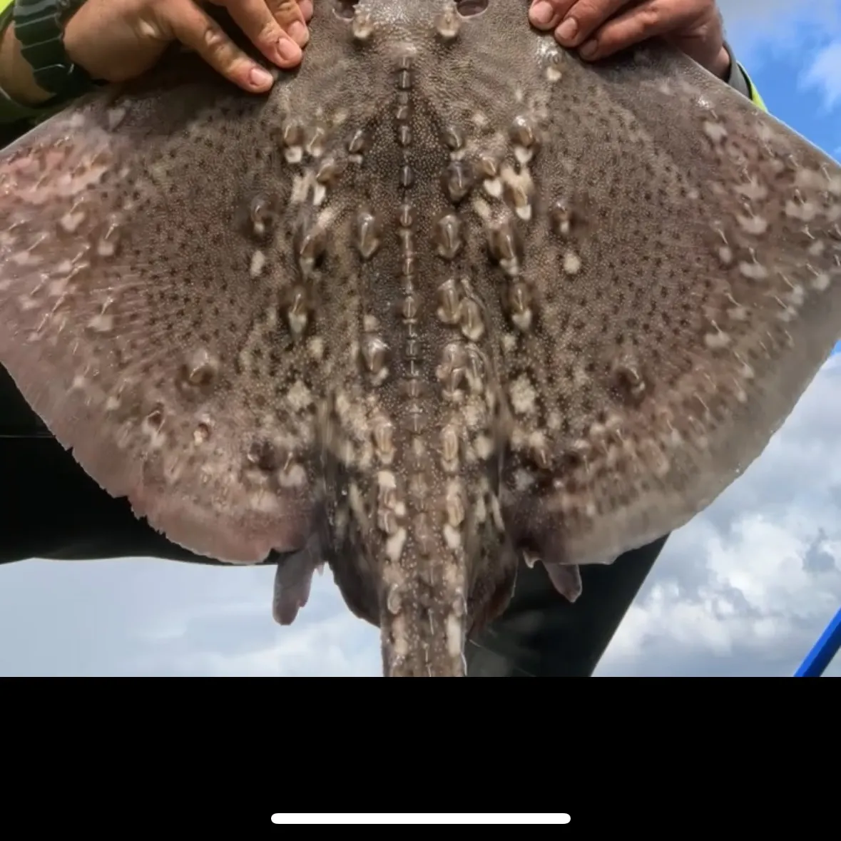 The most recent Thornback ray catches on Fishbrain