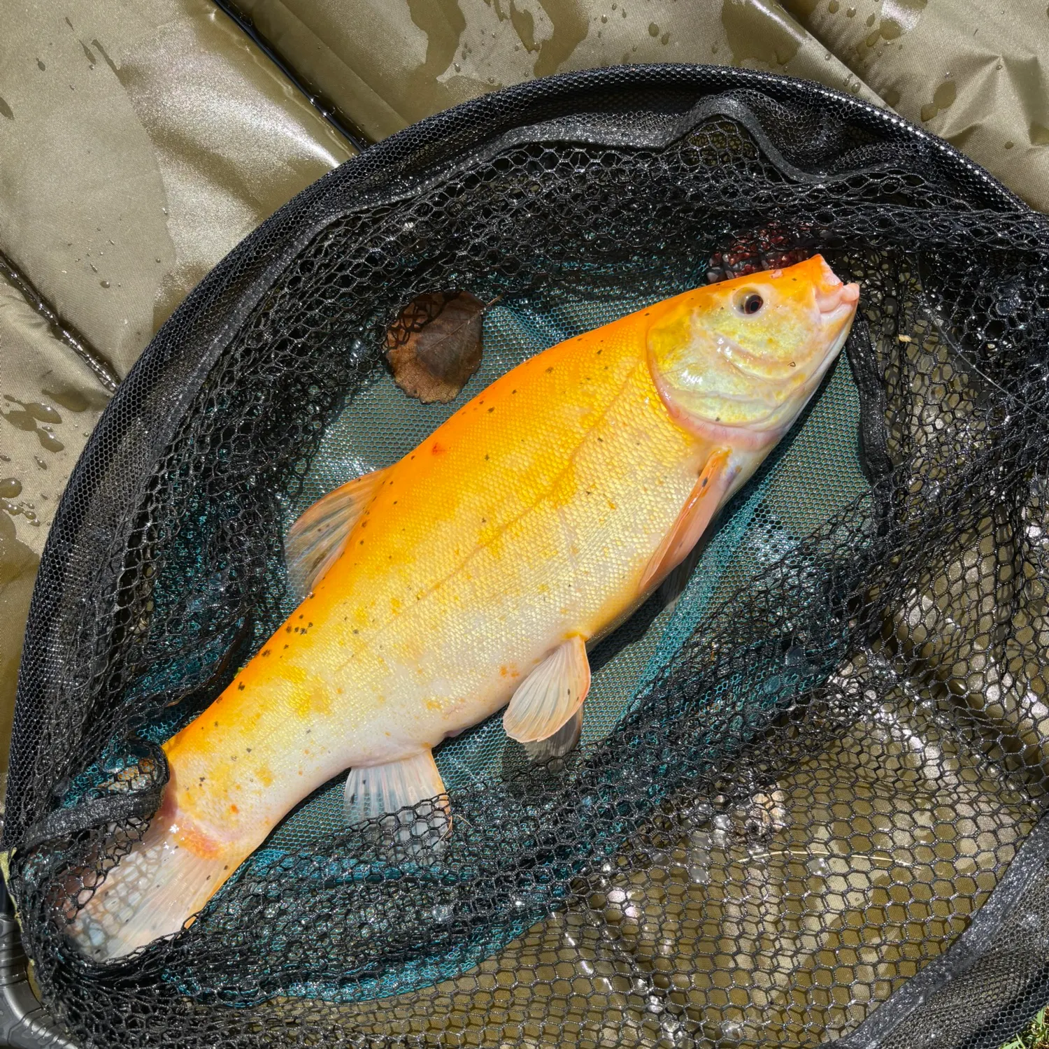 The most recent Golden tench catches on Fishbrain