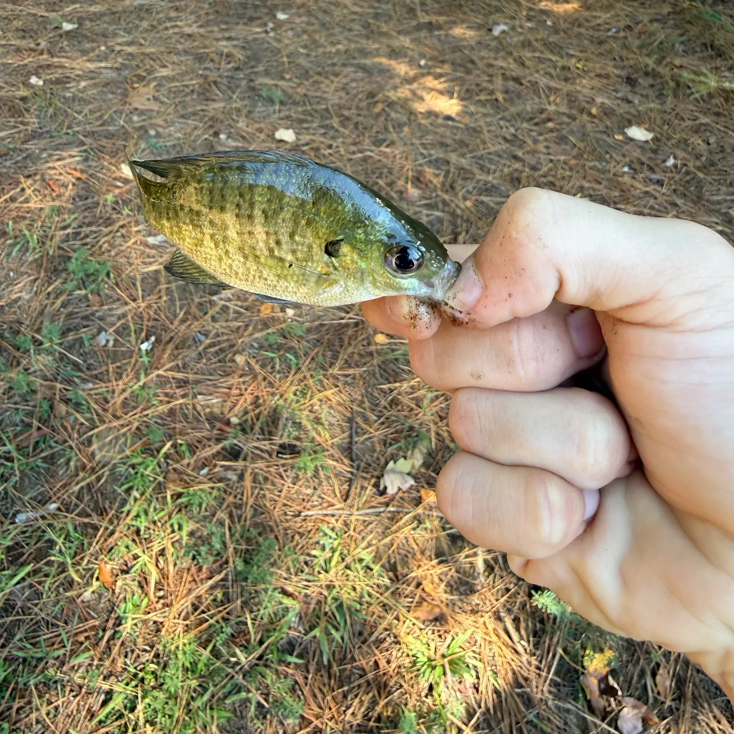 Bluegill caught on Fishbrain