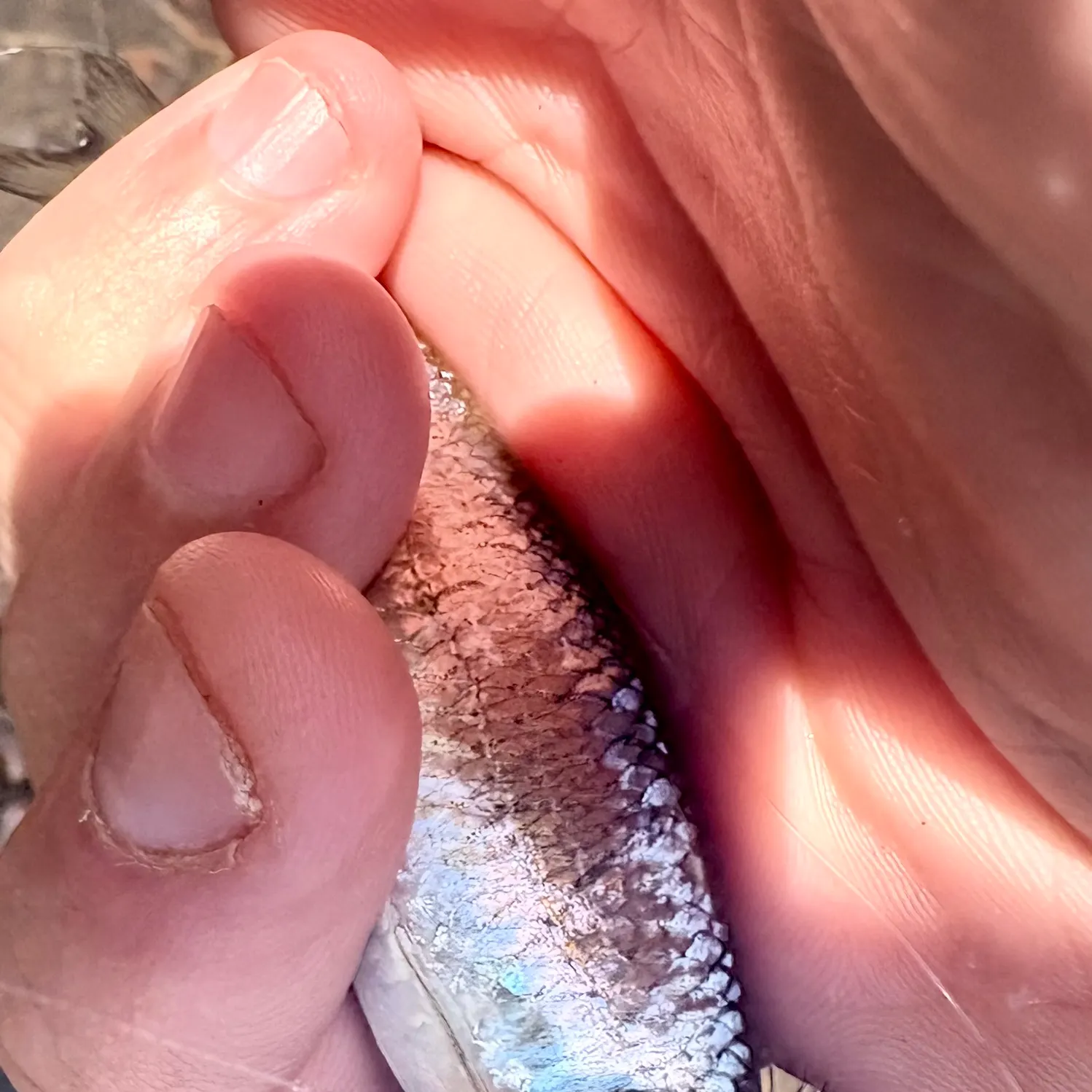 The most recent Warpaint shiner catches on Fishbrain