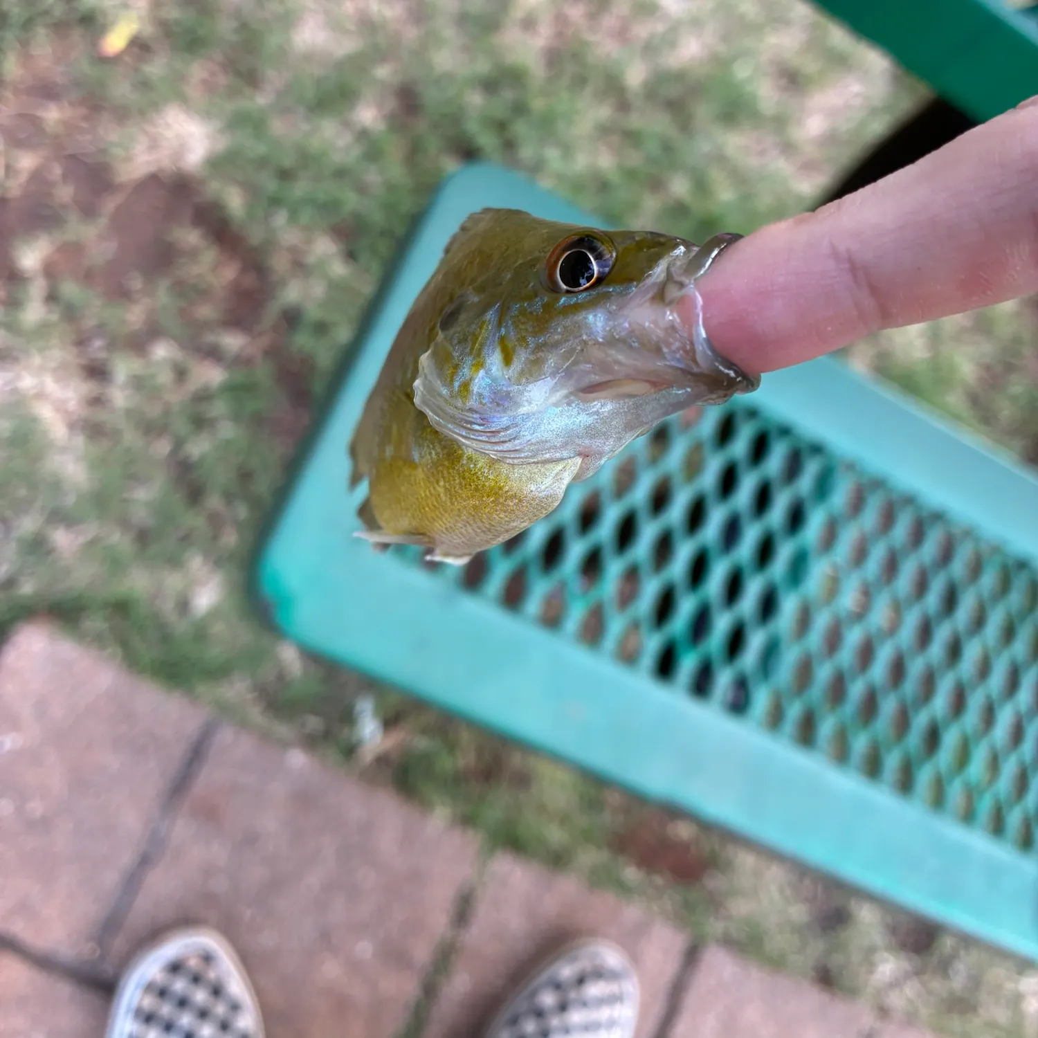 Bluegill caught on Fishbrain