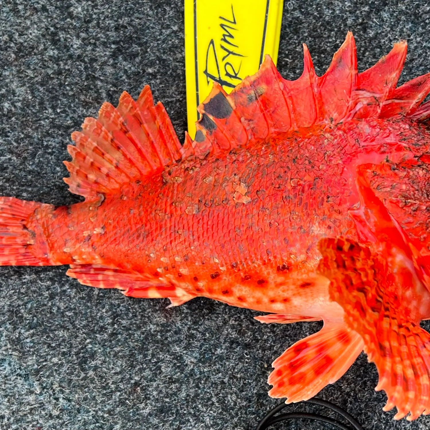 The most popular recent Eastern Red Scorpionfish catch on Fishbrain