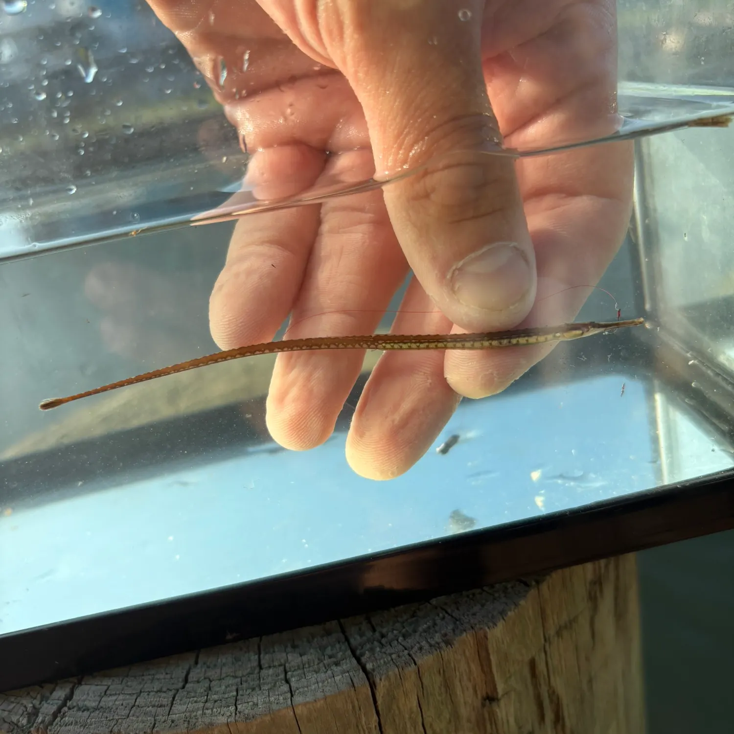 The most recent Dusky pipefish catches on Fishbrain