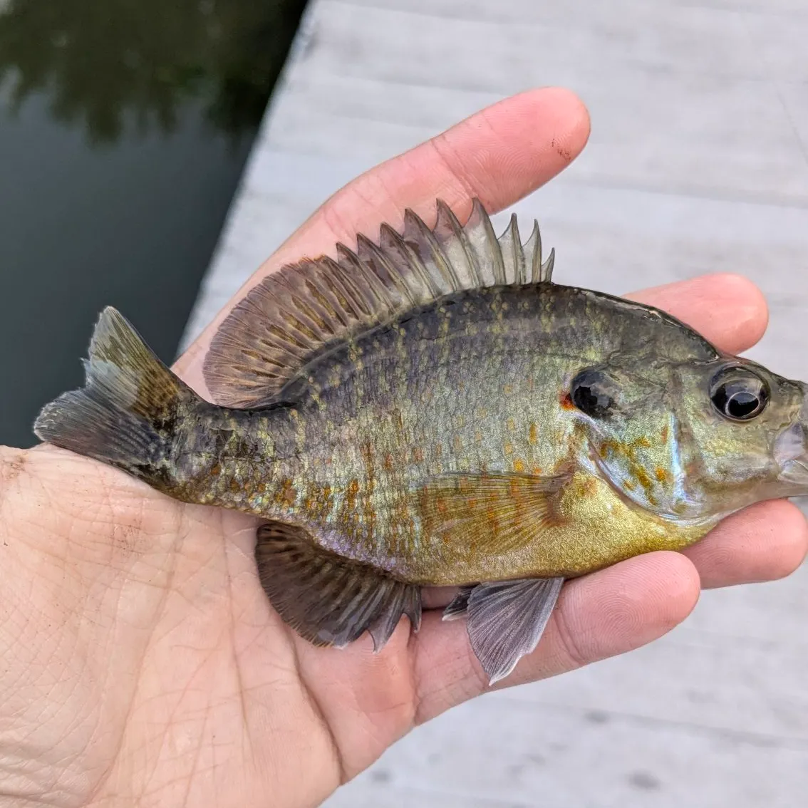 The most recent Wargill hybrid catches on Fishbrain