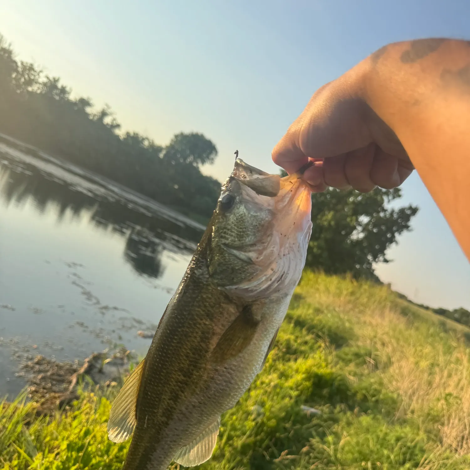 Largemouth bass caught on Fishbrain