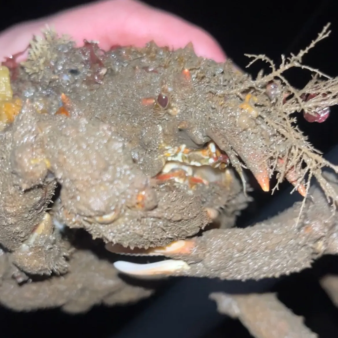 The most recent Sheep crab catches on Fishbrain
