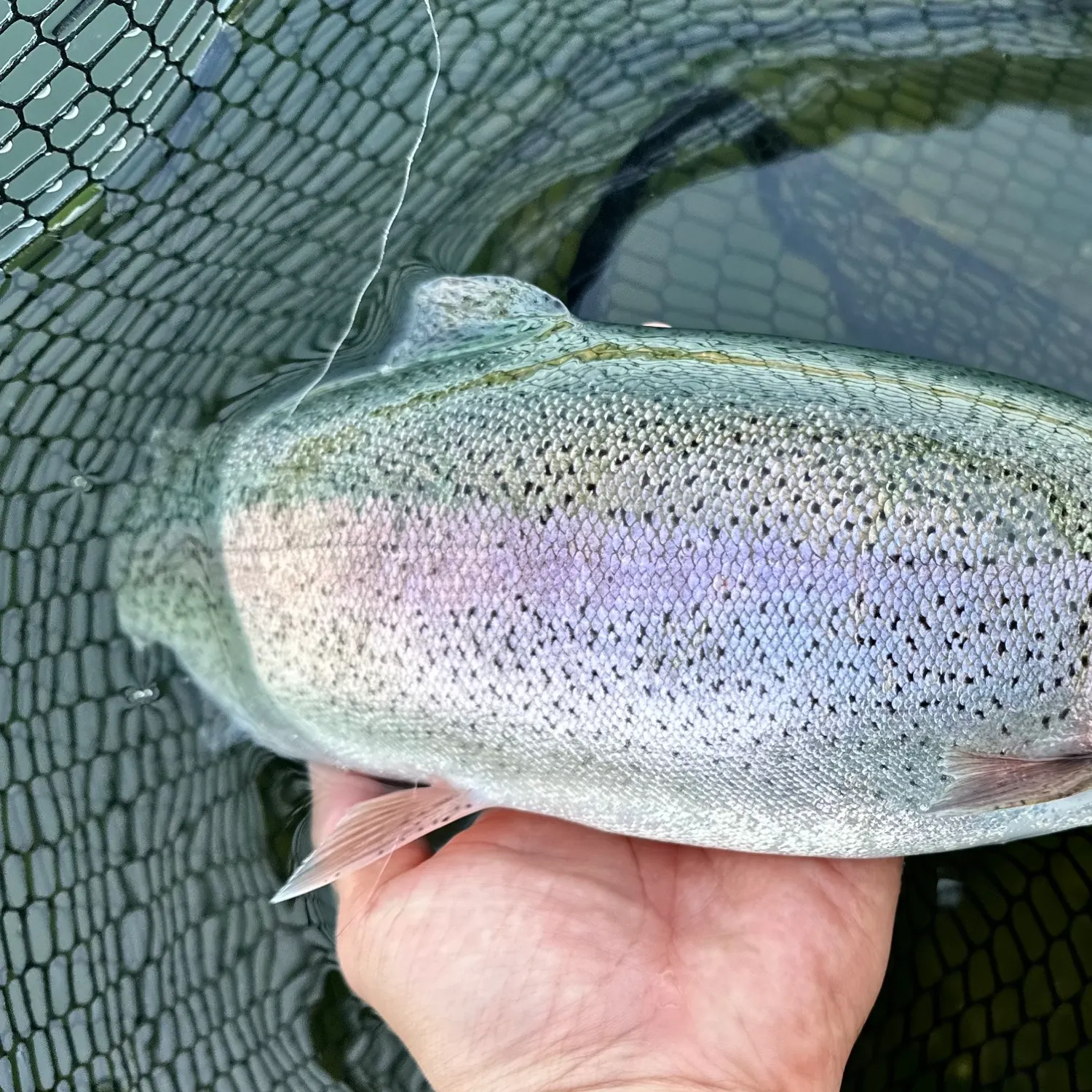 半額満載！スーパーSALE グランドセール！ ᐅ Lake Tye fishing reports🎣• Monroe, WA (United States ロッド