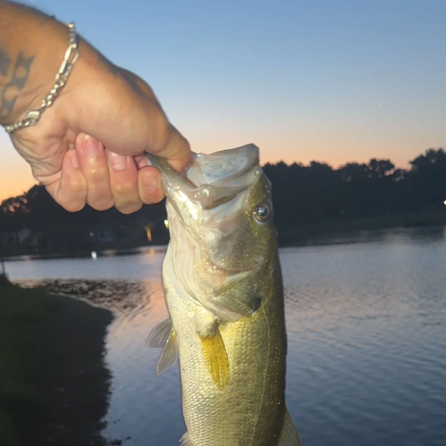 Largemouth bass caught on Fishbrain
