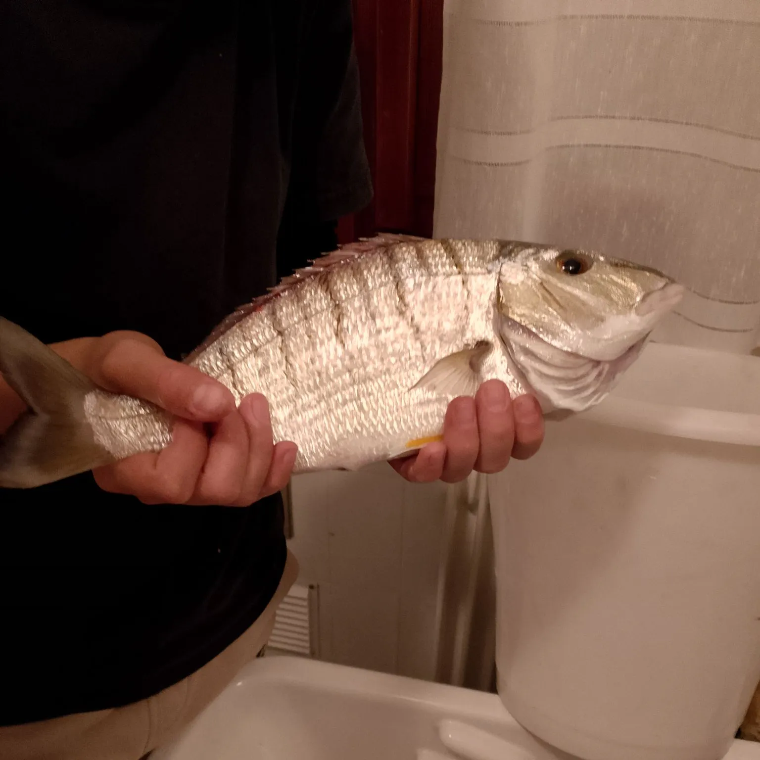 Striped seabream caught on Fishbrain