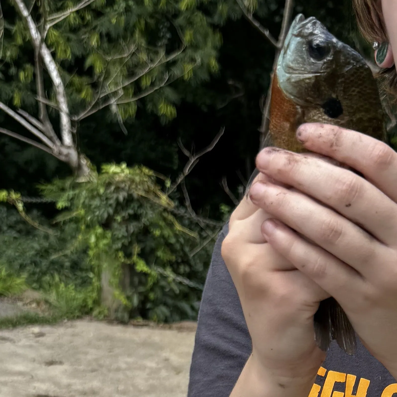 Green sunfish caught on Fishbrain