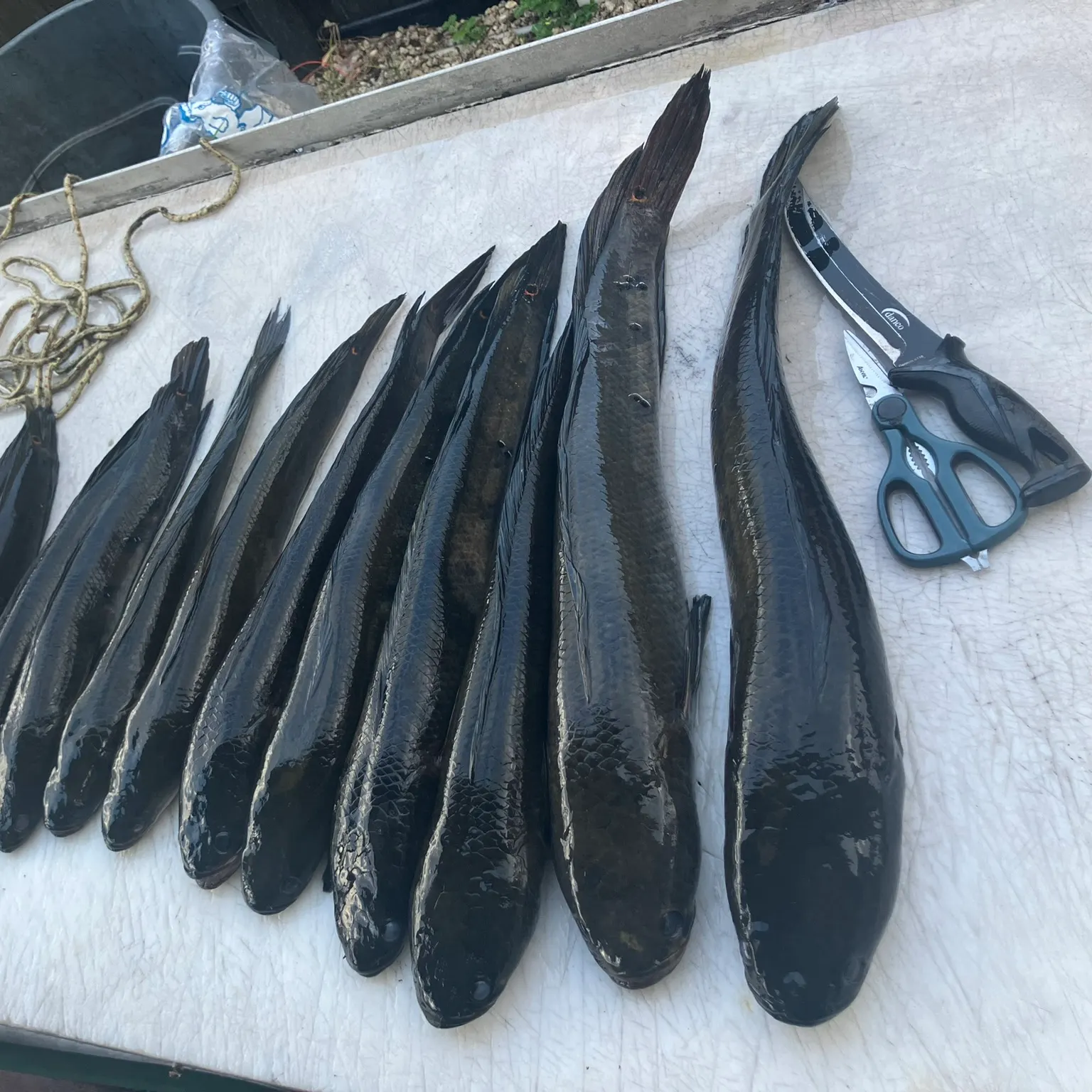 recently logged catches