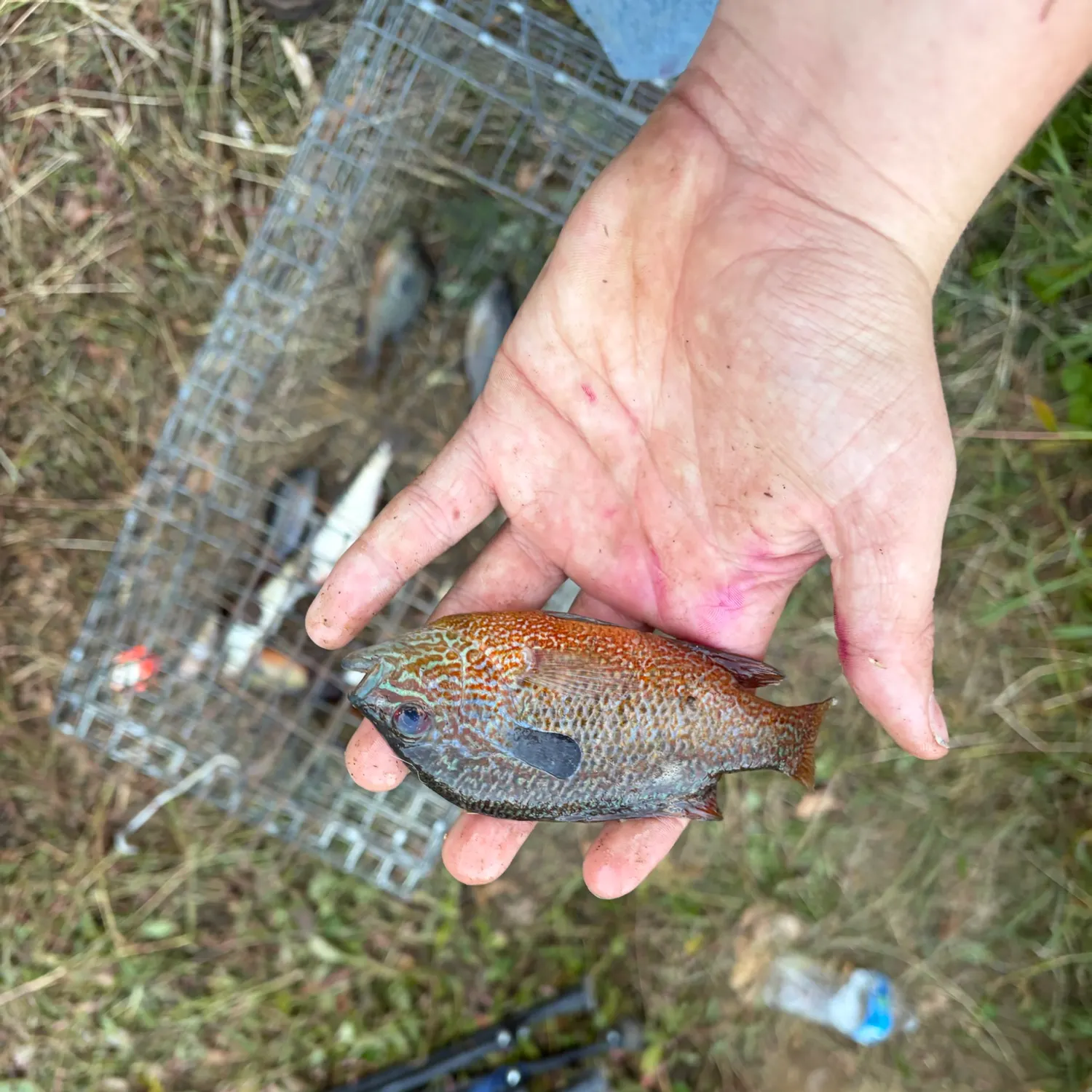 Longear sunfish caught on Fishbrain