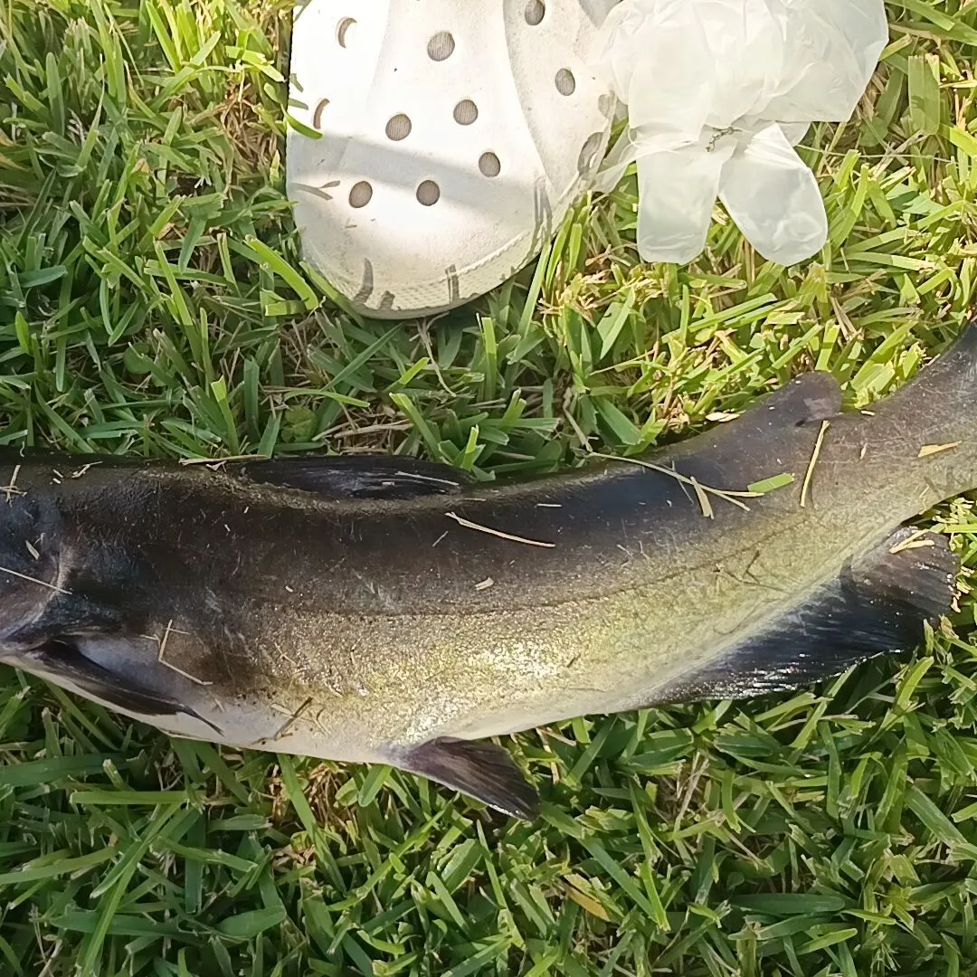 Channel catfish caught on Fishbrain