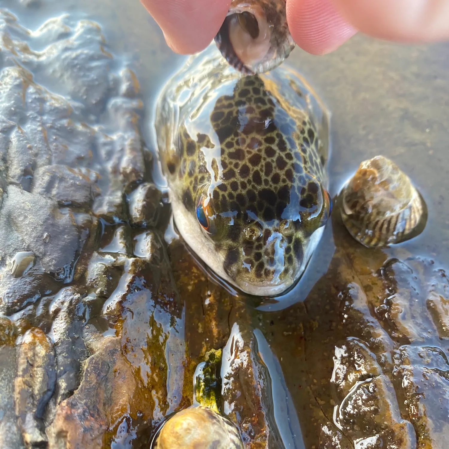 The most recent Common toadfish catches on Fishbrain