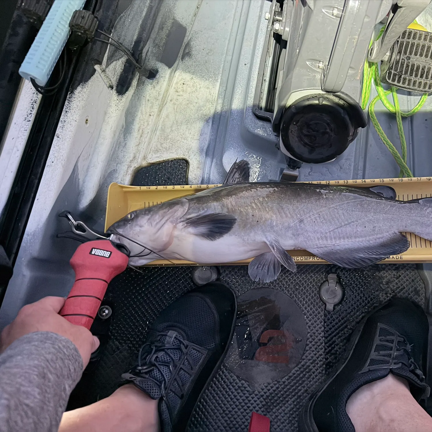 Blue catfish caught on Fishbrain