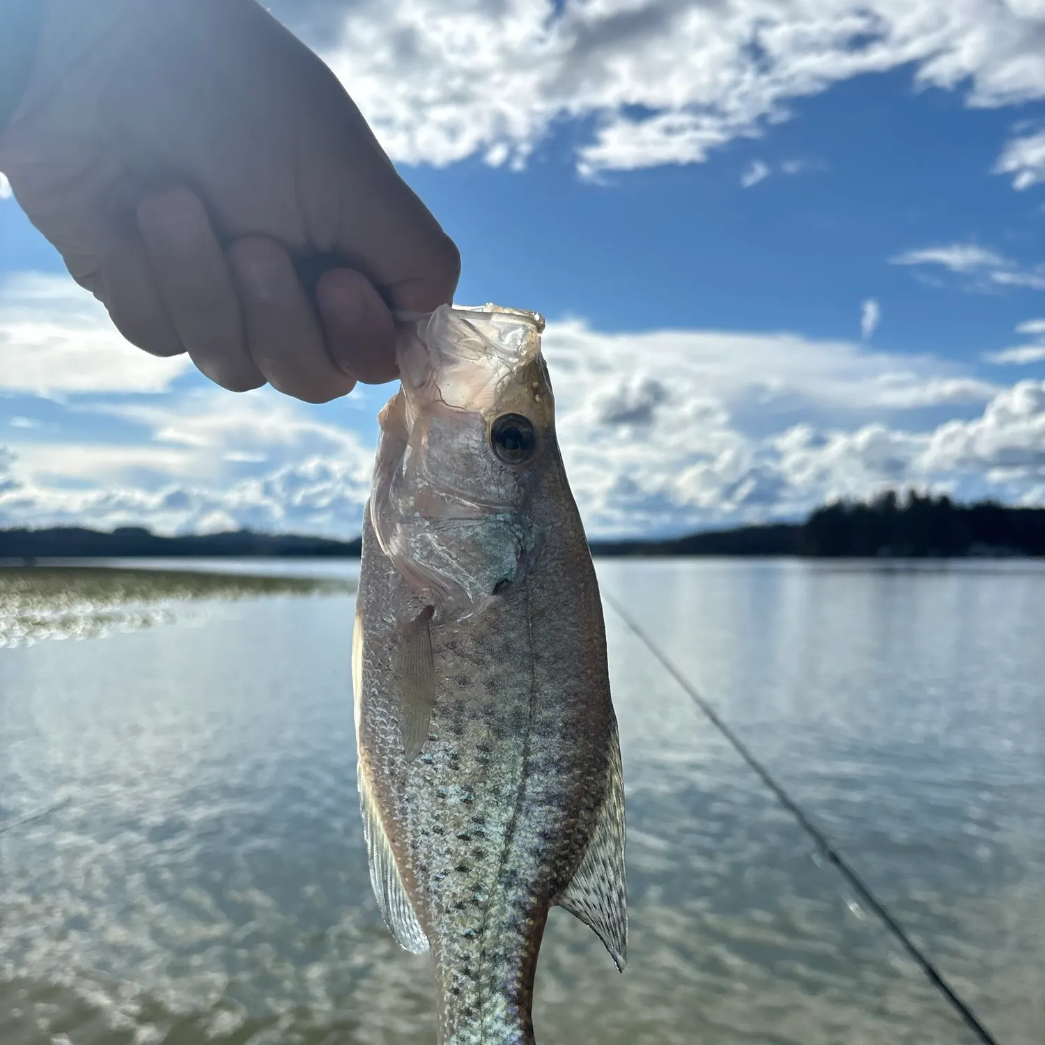 White crappie caught on Fishbrain