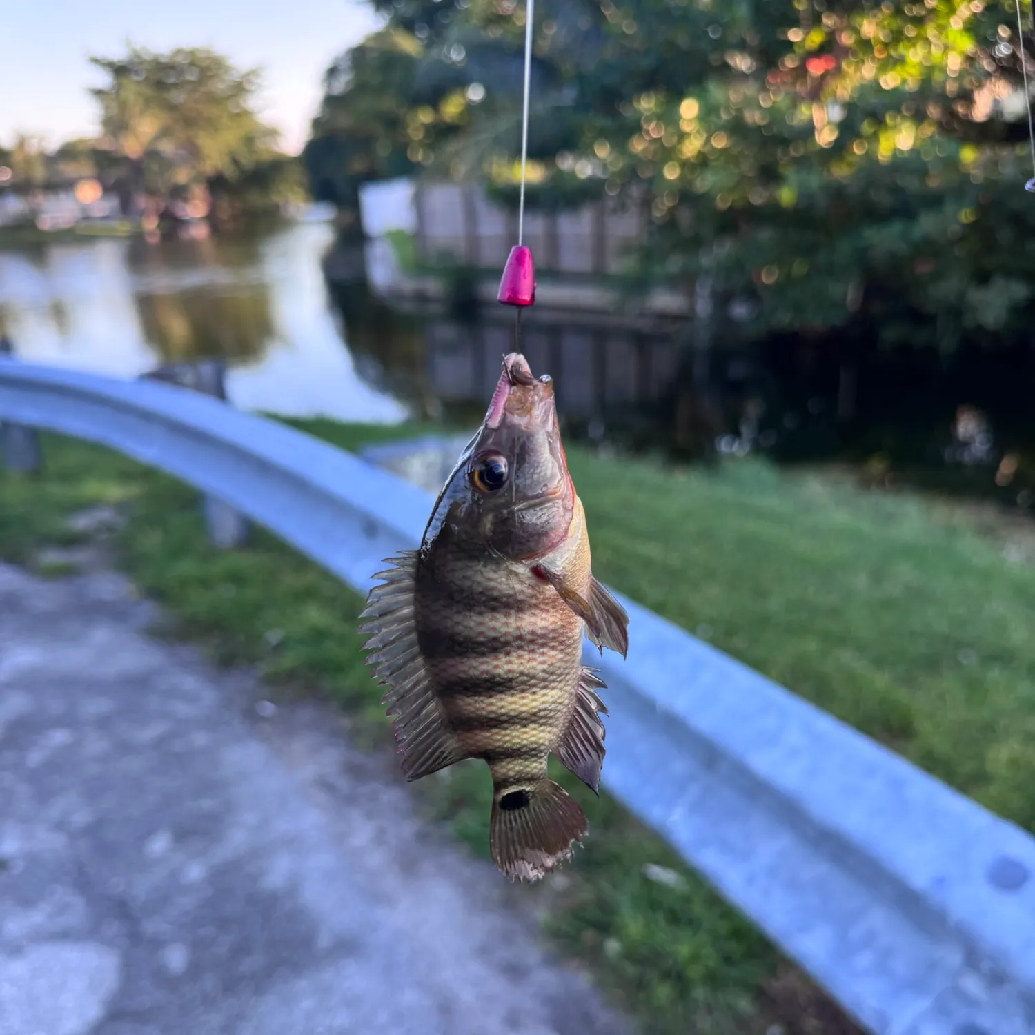 The most recent Mayan cichlid catches on Fishbrain