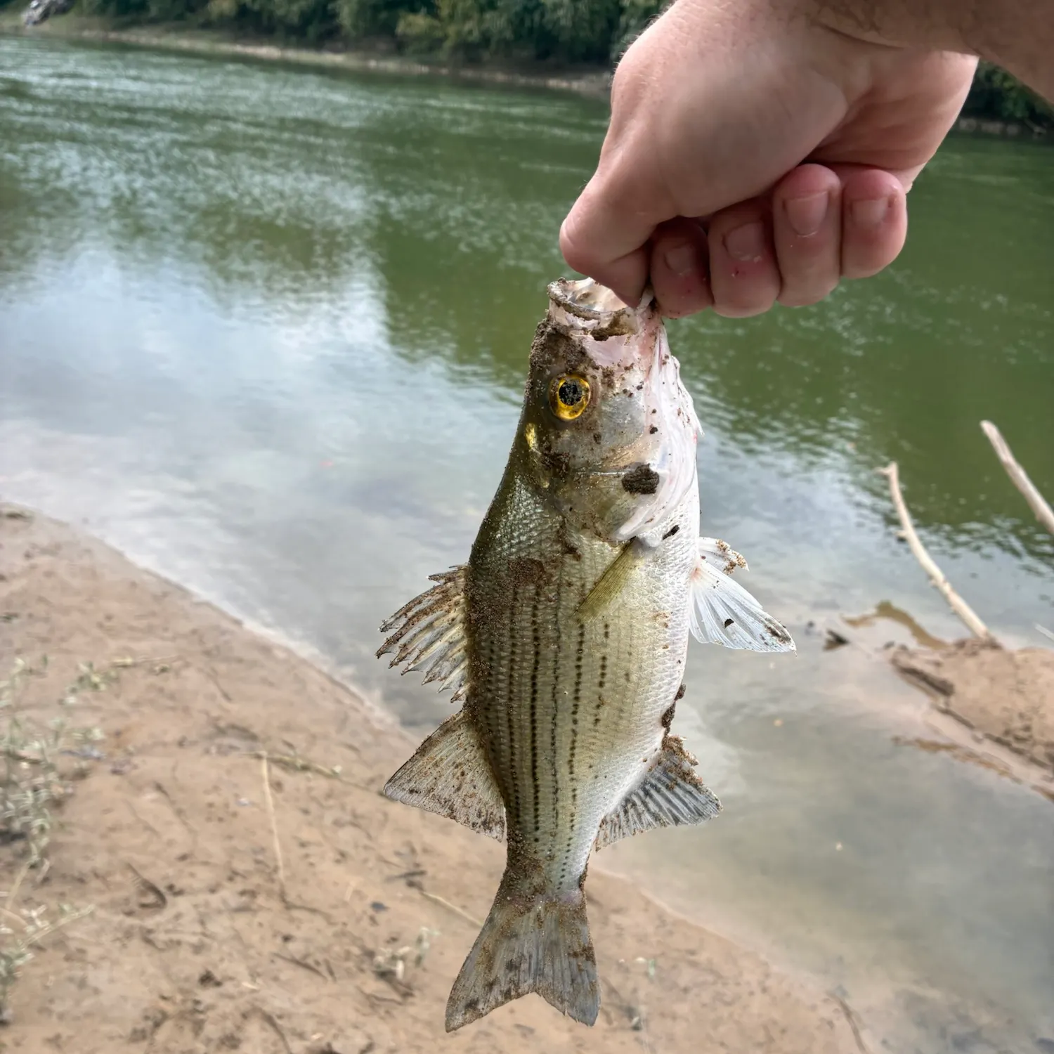 White bass caught on Fishbrain