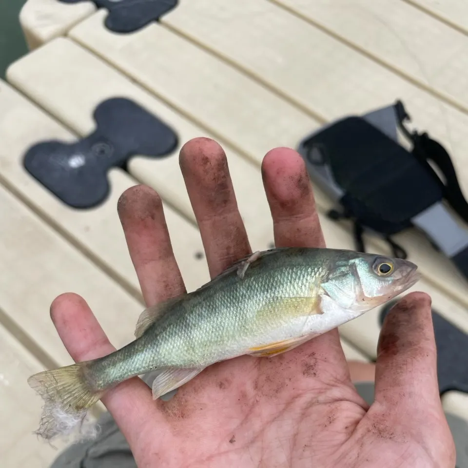 Yellow perch caught on Fishbrain