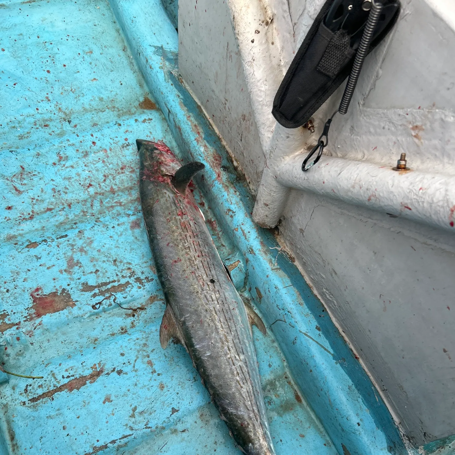 The most recent Narrow-barred Spanish mackerel catches on Fishbrain