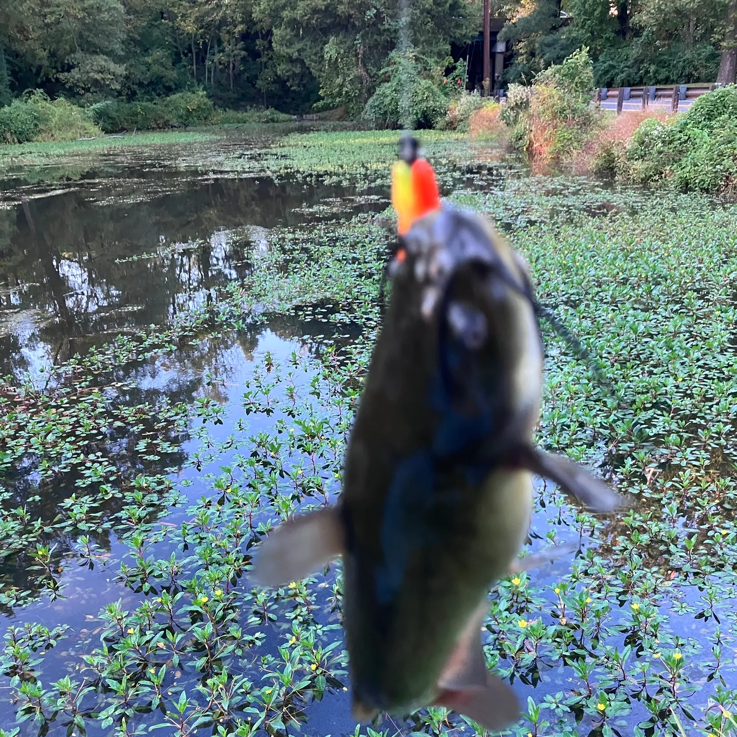 Channel catfish caught on Fishbrain