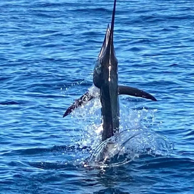 Indo-Pacific sailfish caught on Fishbrain