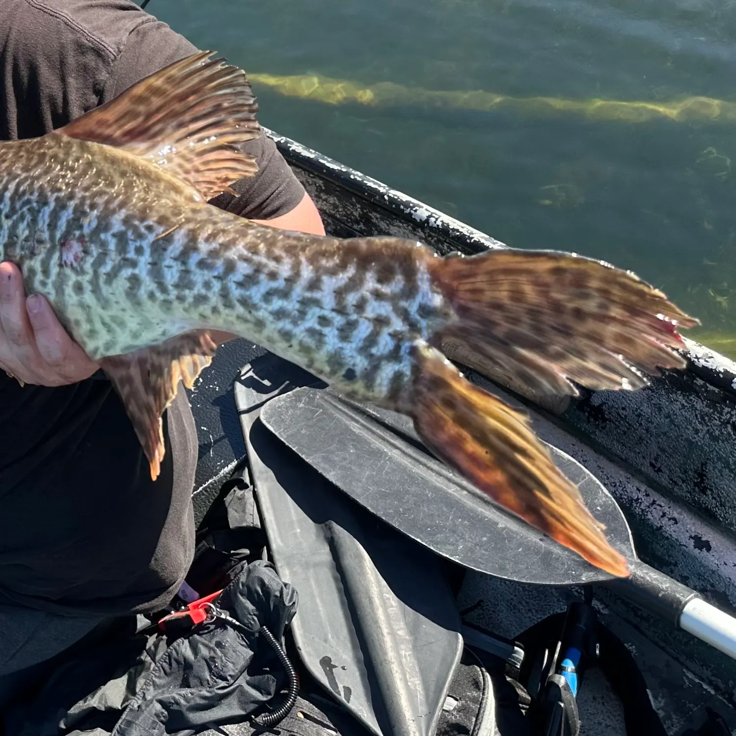 angler catch