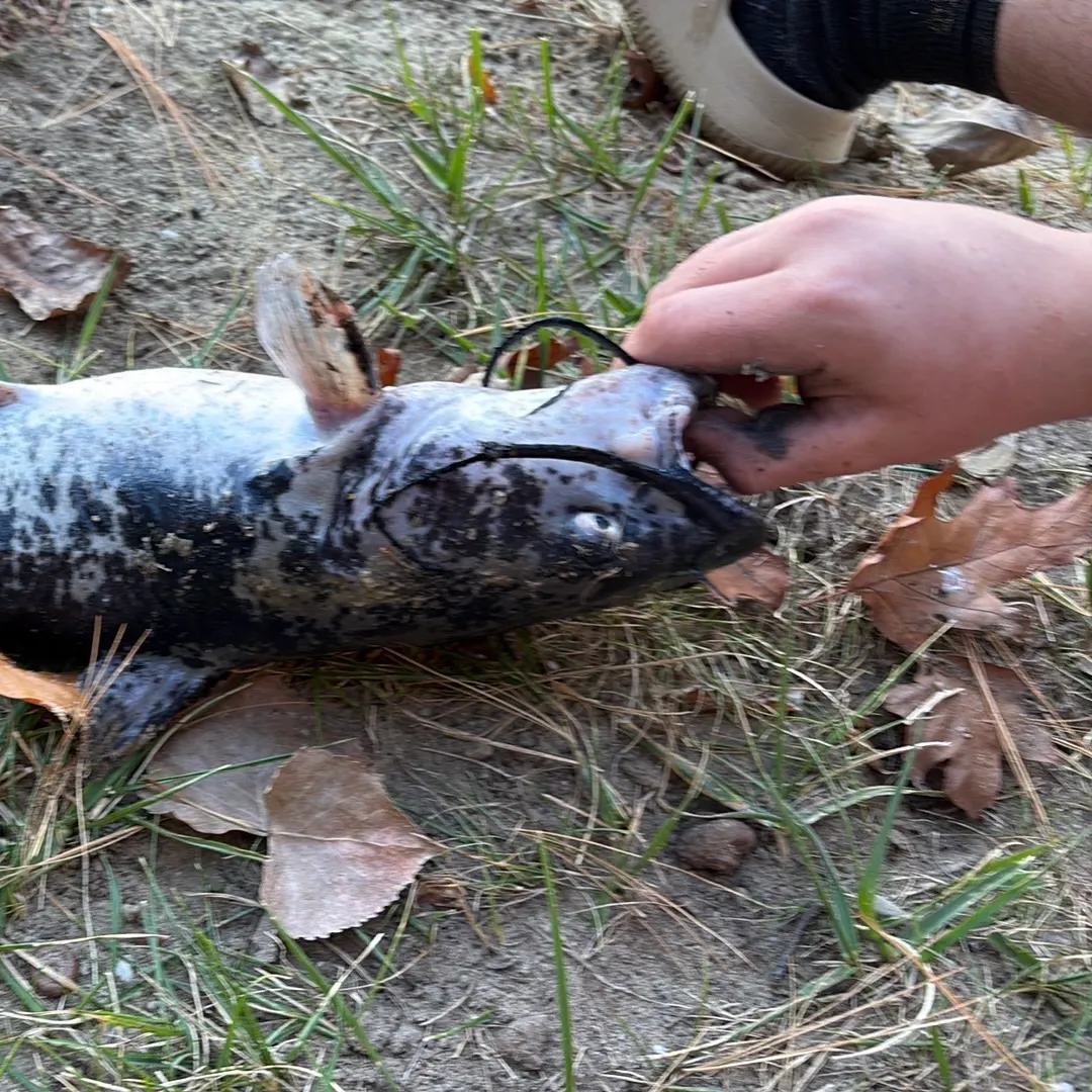 Brown bullhead caught on Fishbrain