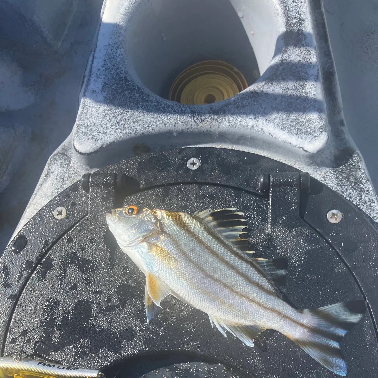 The most recent Jarbua terapon catches on Fishbrain