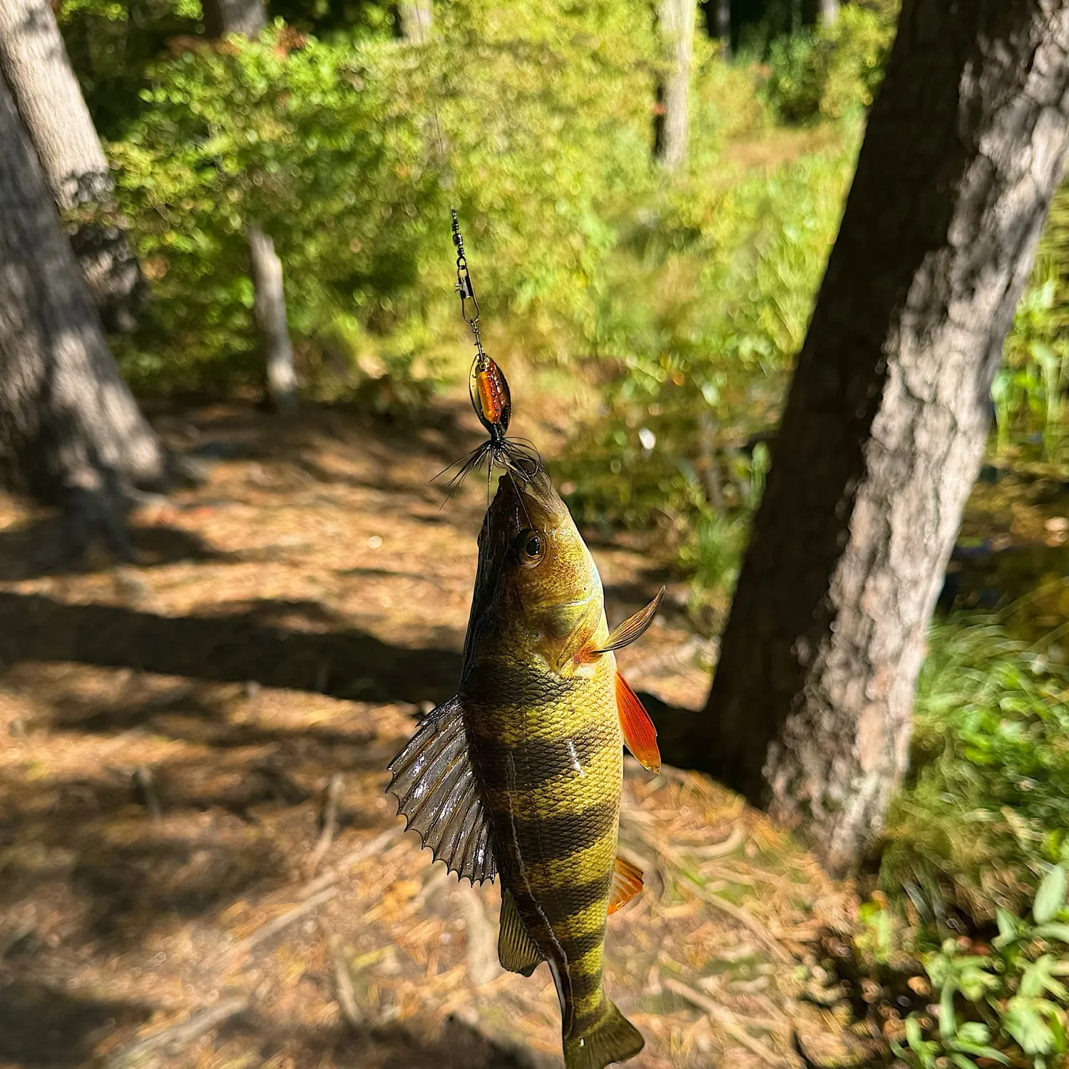 Yellow perch caught on Fishbrain
