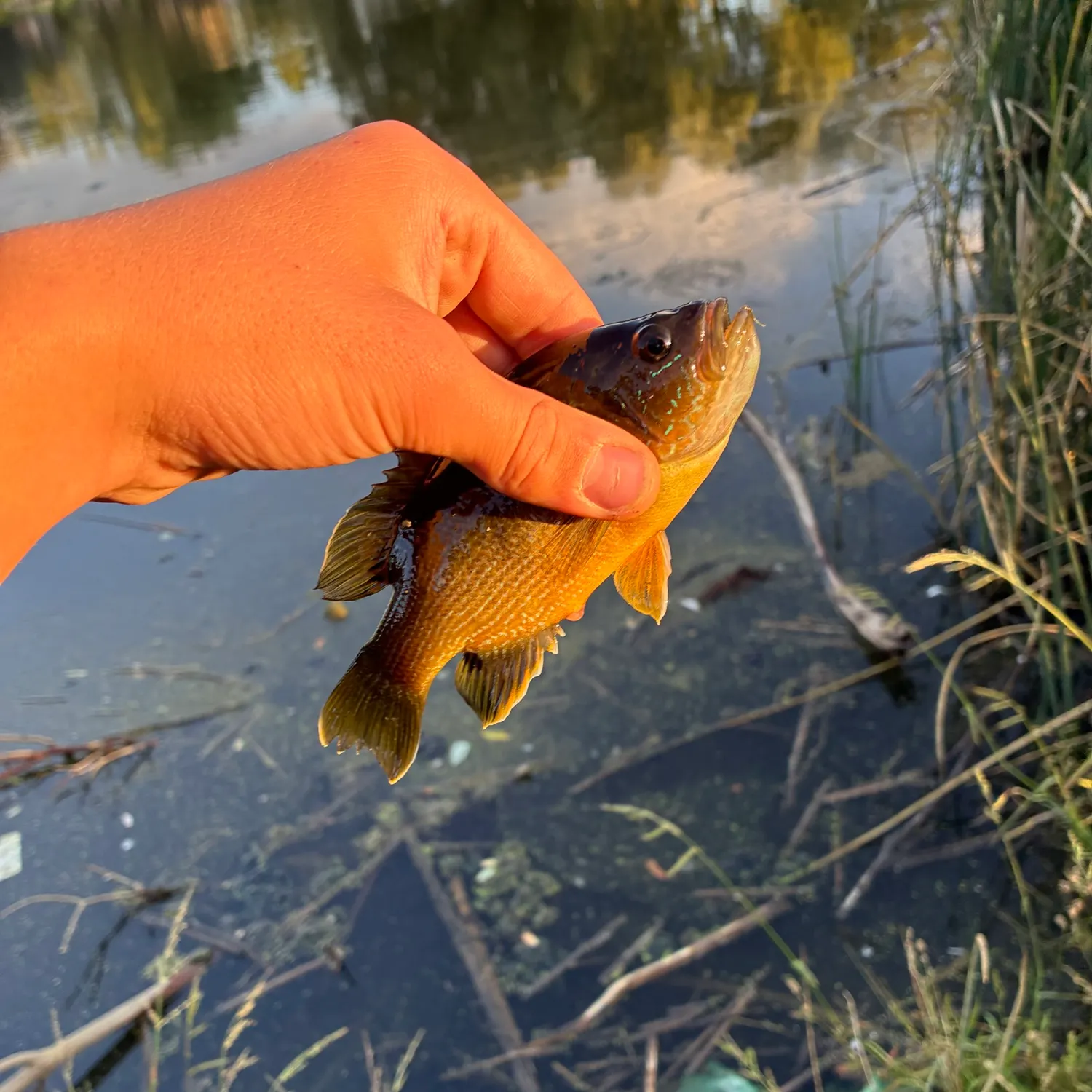 Green sunfish caught on Fishbrain