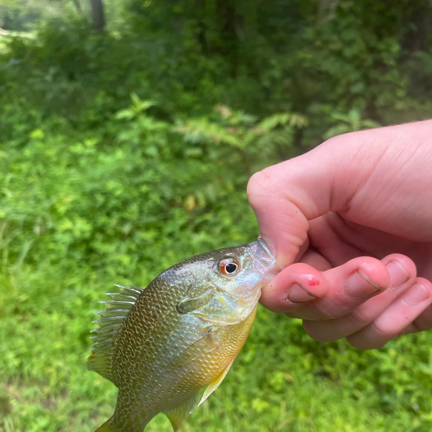 catch