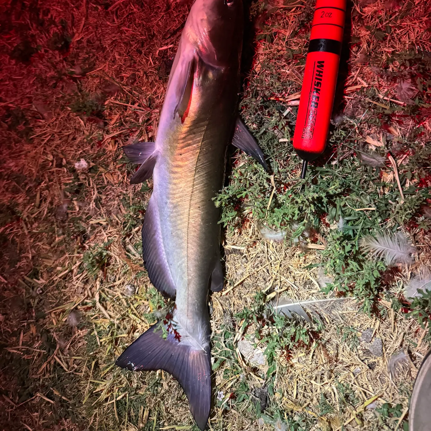Channel catfish caught on Fishbrain