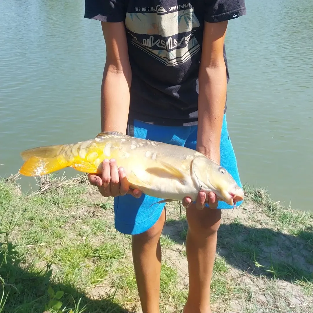 Mirror carp caught on Fishbrain