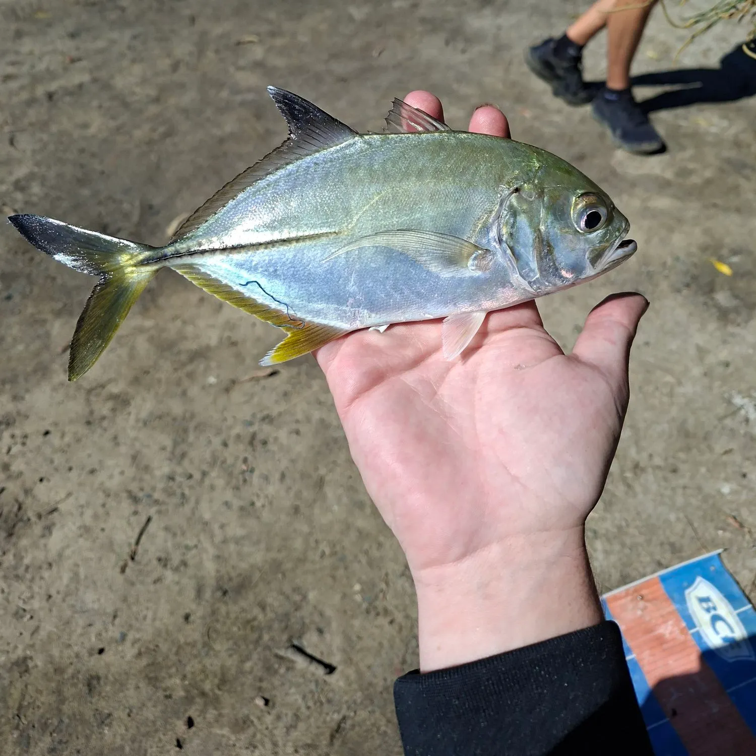 The most recent Giant trevally catches on Fishbrain