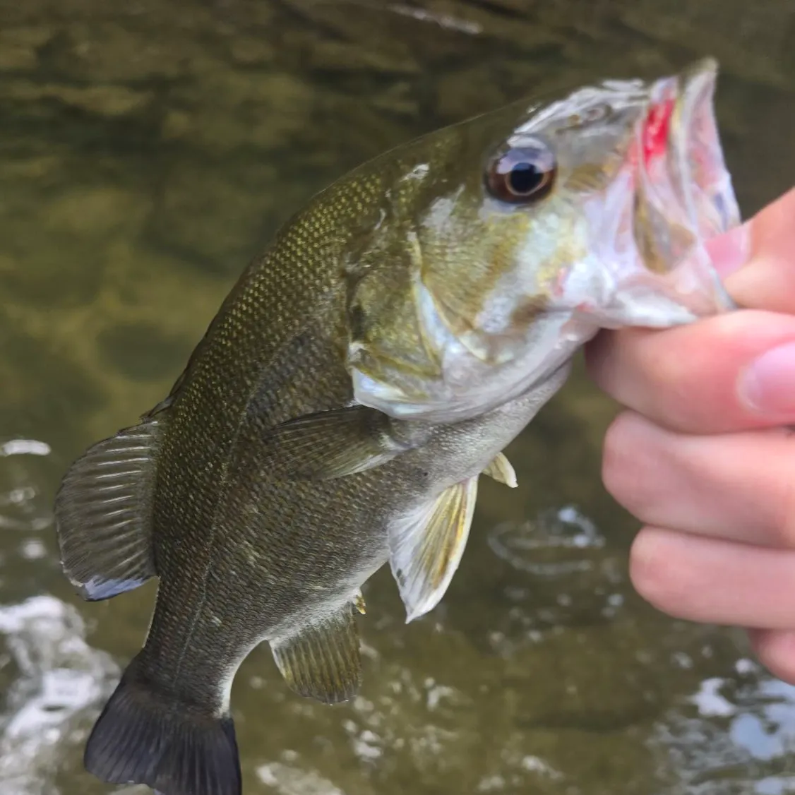 Smallmouth bass caught on Fishbrain
