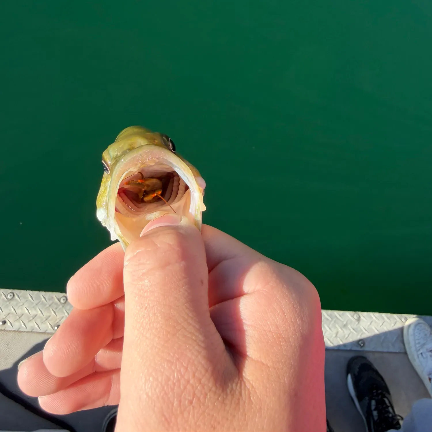 Smallmouth bass caught on Fishbrain