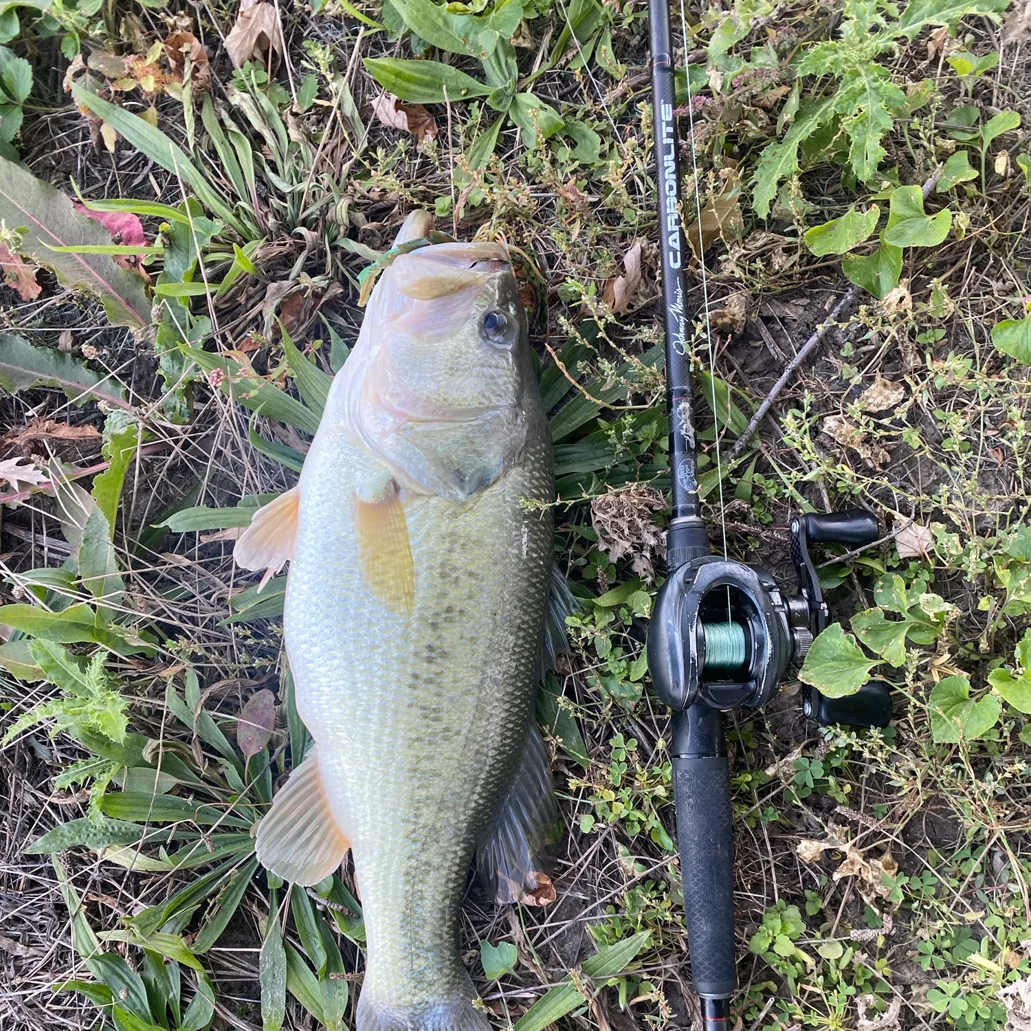 Largemouth bass caught on Fishbrain